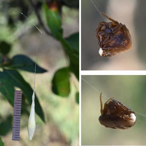 Cyrtarachne ixoides